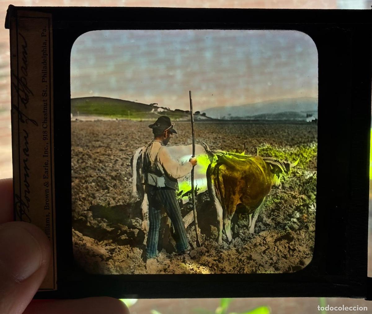 Alte Fotografie: LINTERNA MAGICA COLOREADA. LABRADOR DE ESPA&Ntilde;A.