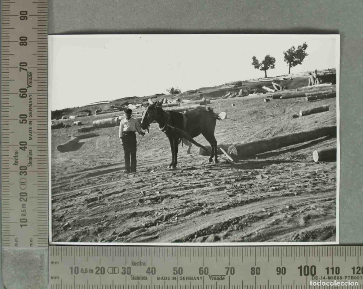 Fotograf&iacute;a antigua: FOTOGRAFIA. HOMBRE CON CABALLO ARRASTRANDO TRONCOS. VALSAIN 14 SEPT 1940