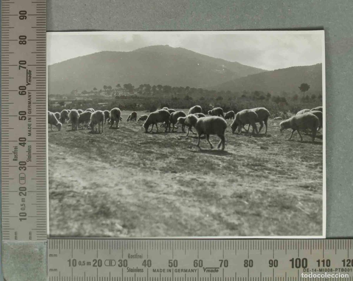 Fotograf&iacute;a antigua: FOTOGRAFIA. OVEJAS EN SAN RAFAEL SEGOVIA HACIA 1940