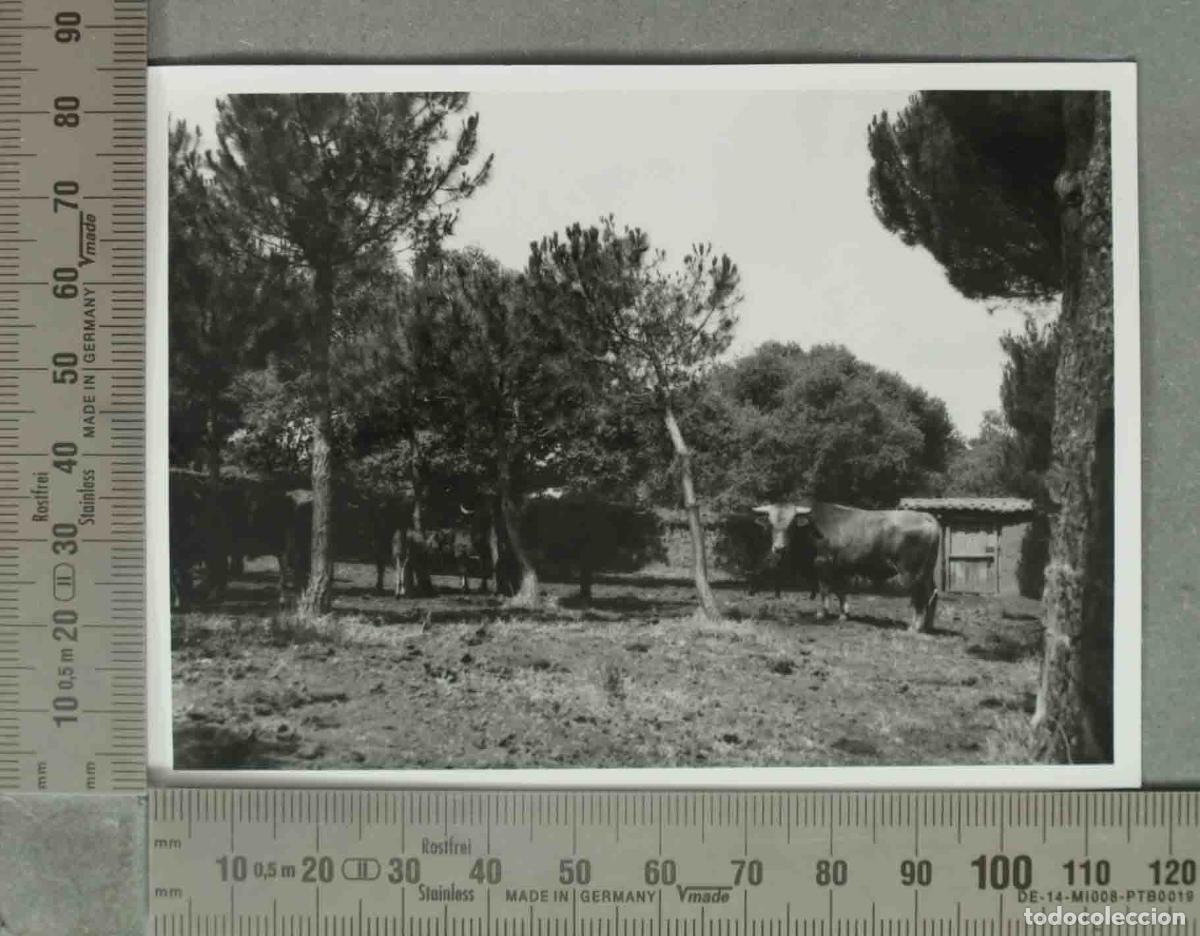 Fotograf&iacute;a antigua: FOTOGRAFIA. GANADO. HACIA 1940