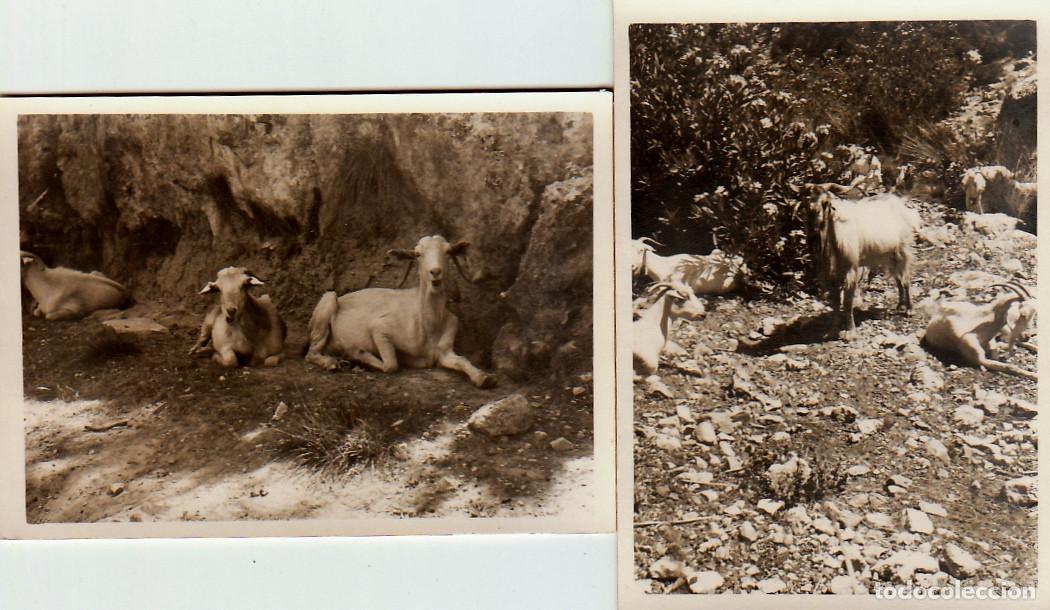Fotograf&iacute;a antigua: 2 curiosas fotos. Cabras mirando a la c&aacute;mara. A&ntilde;os 50 pc