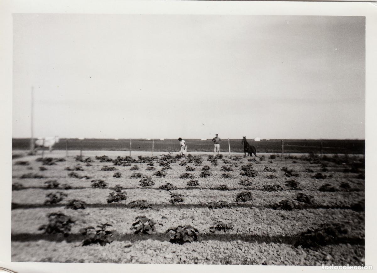 Fotograf&iacute;a antigua: Mundo rural. En el campo de cultivo con los caballos, Val&egrave;ncia?. A&ntilde;os 50 pc