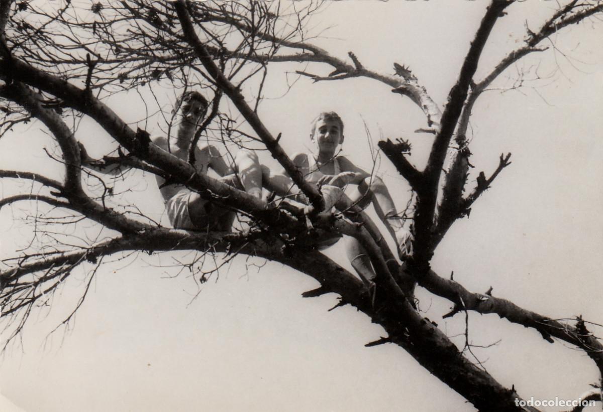 Fotograf&iacute;a antigua: Dos ni&ntilde;os subidos a la rama de un &aacute;rbol. A&ntilde;os 60 pc