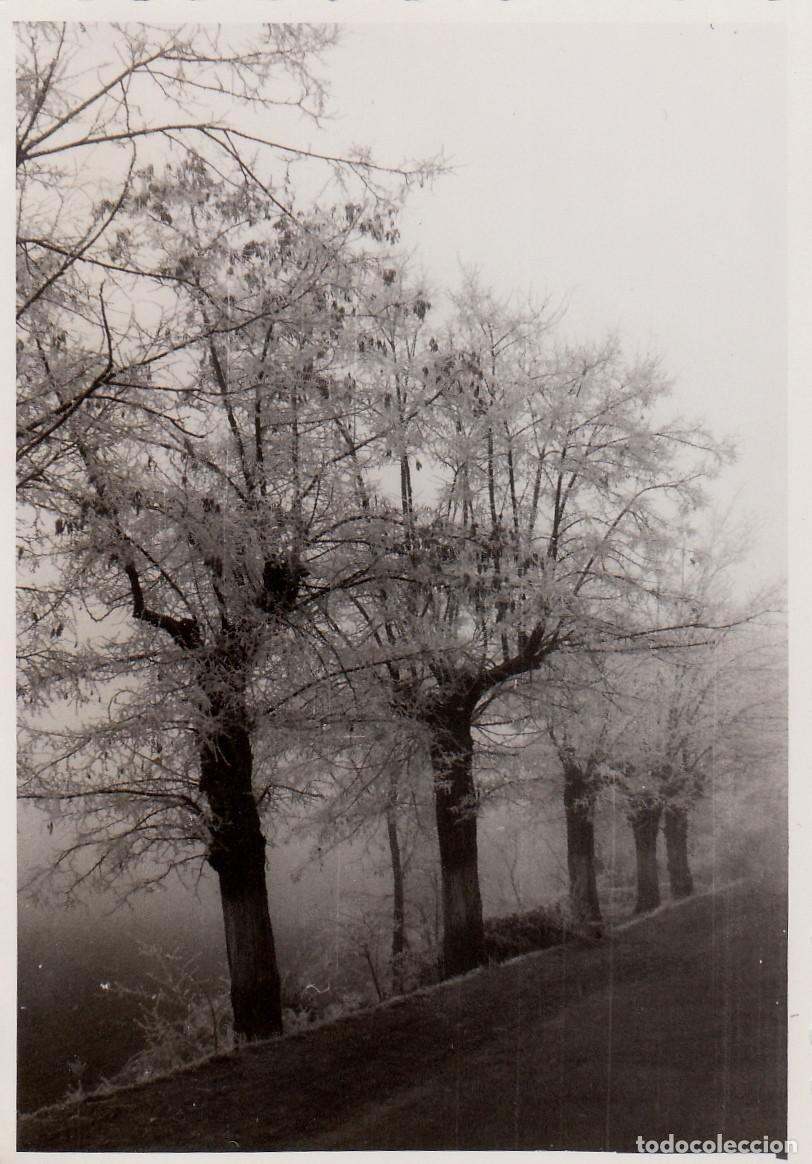 Fotograf&iacute;a antigua: 2 fotos. &Aacute;rboles. A&ntilde;os 50 pc