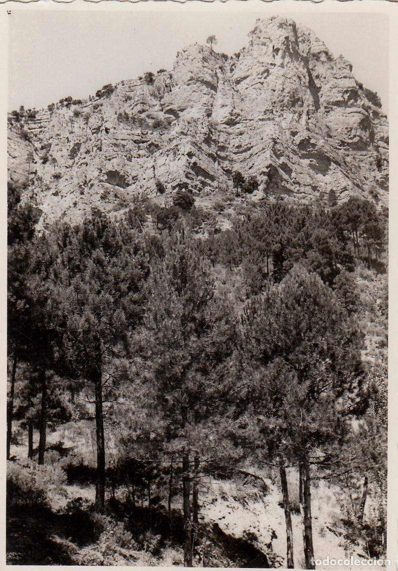 Fotograf&iacute;a antigua: Paisaje monta&ntilde;oso. &Aacute;rboles. A&ntilde;os 50 pc