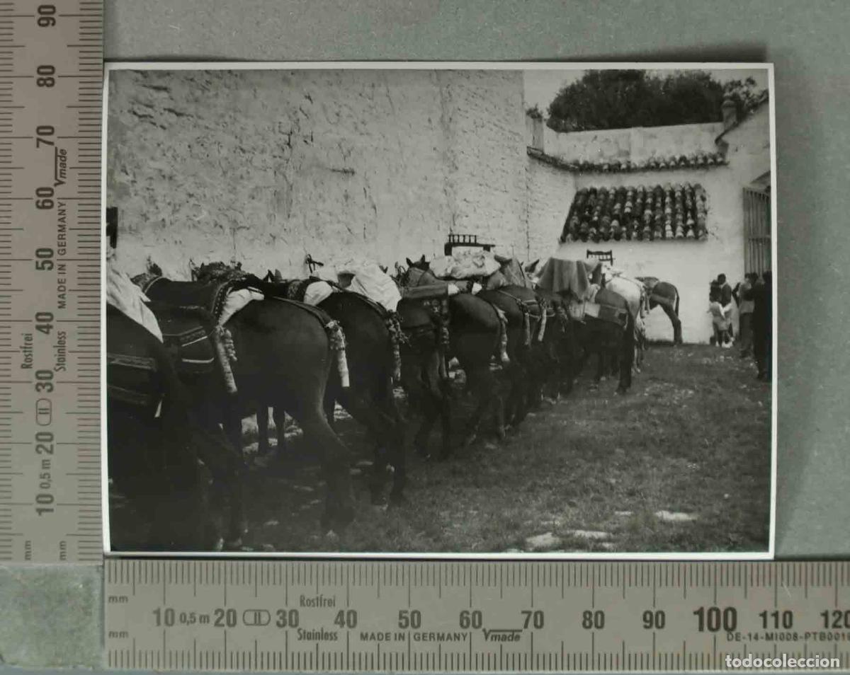 Fotografia antiga: FOTOGRAFIA. VISTA CABALLOS ROMERIA O SIMILAR. PORCUNA. HACIA 1940
