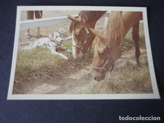 Photographie ancienne: SAN SEBASTIAN HIPODROMO HIPICA LASARTE FOTOGRAFIA 9 X 13 CM
