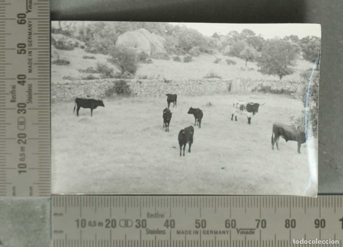 Fotograf&iacute;a antigua: FOTOGRAFIA. VISTA DE GANADO.