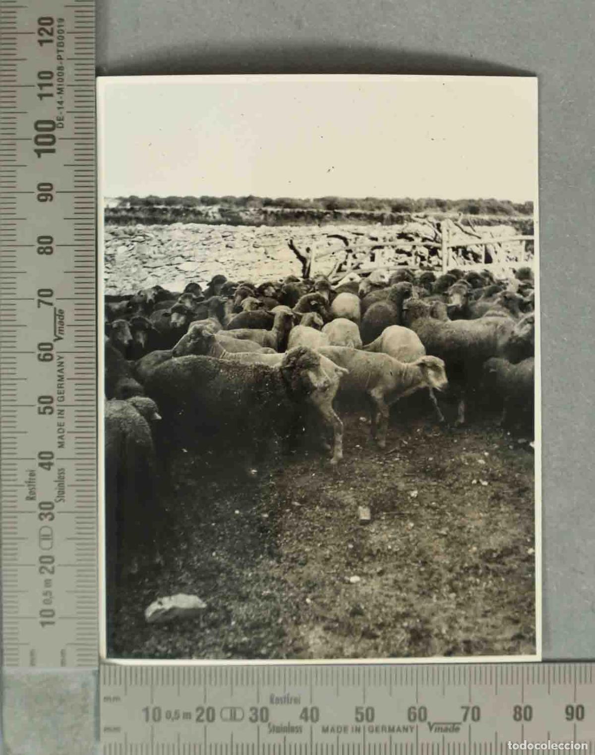 Fotograf&iacute;a antigua: FOTOGRAFIA. GANADO FINCA CLAVERIA. HACIA 1940
