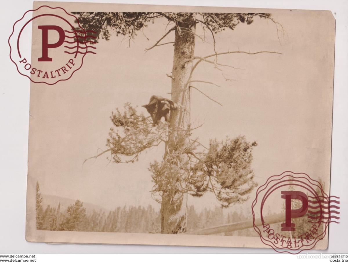 Fotograf&iacute;a antigua: YELLOWSTONE PARK USA OURS BEARS OSOS BEREN 25*20CM Fonds Victor FORBIN 1864-1947