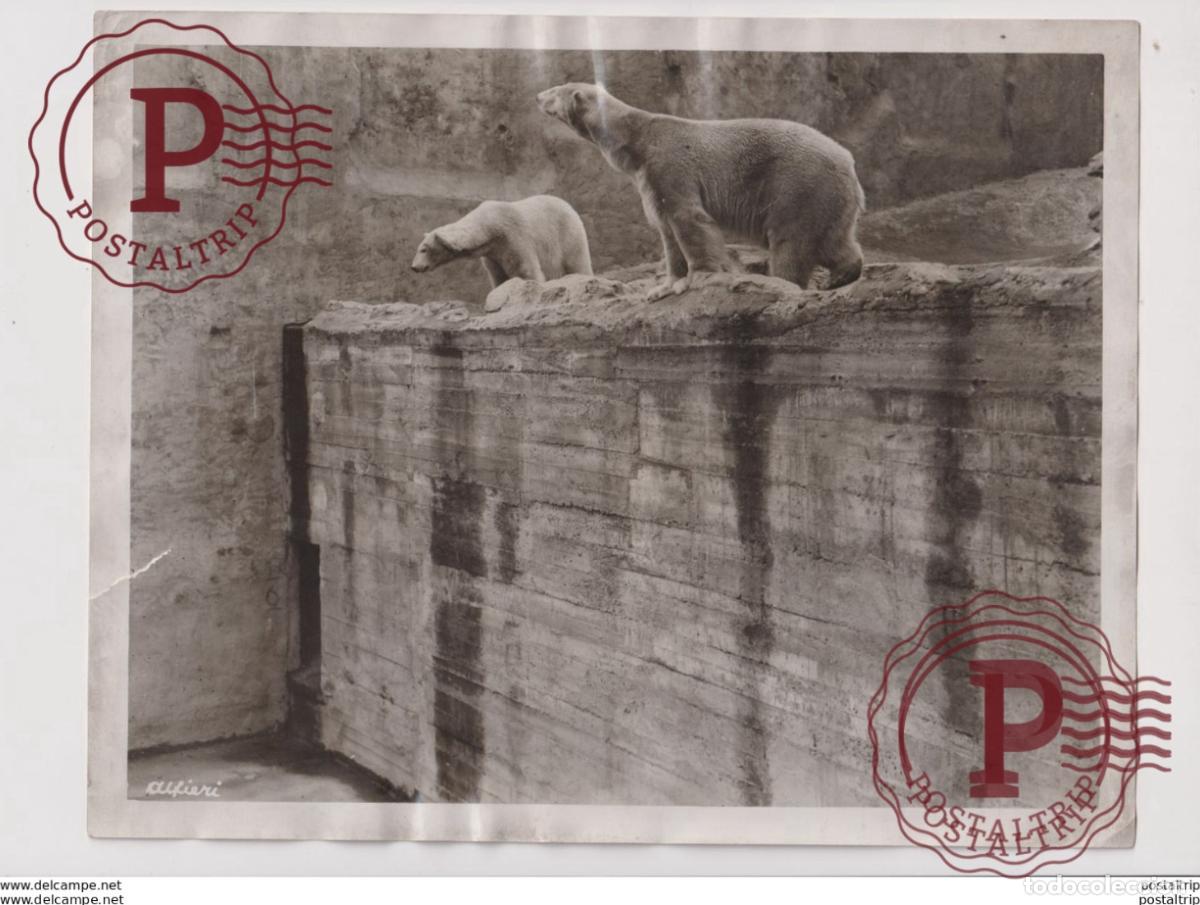 Fotograf&iacute;a antigua: ZOO AT WHITSUNTIDE POLAR BEARS OURS BEARS OSOS BEREN 25*20CM Fonds Victor FORBIN 1864-1947