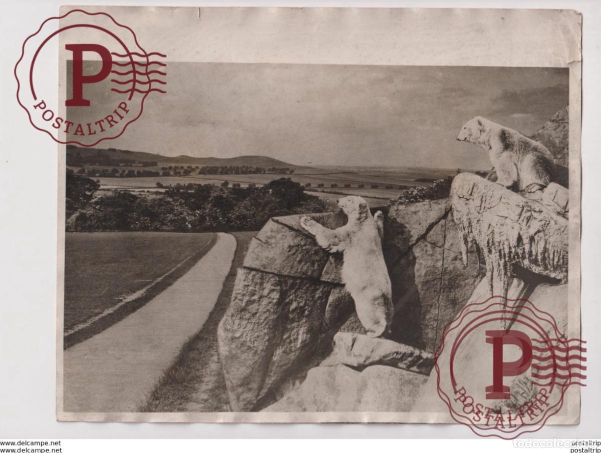 Alte Fotografie: ZOO POLAR BEARS OURS BEARS OSOS BEREN 25*20CM Fonds Victor FORBIN 1864-1947