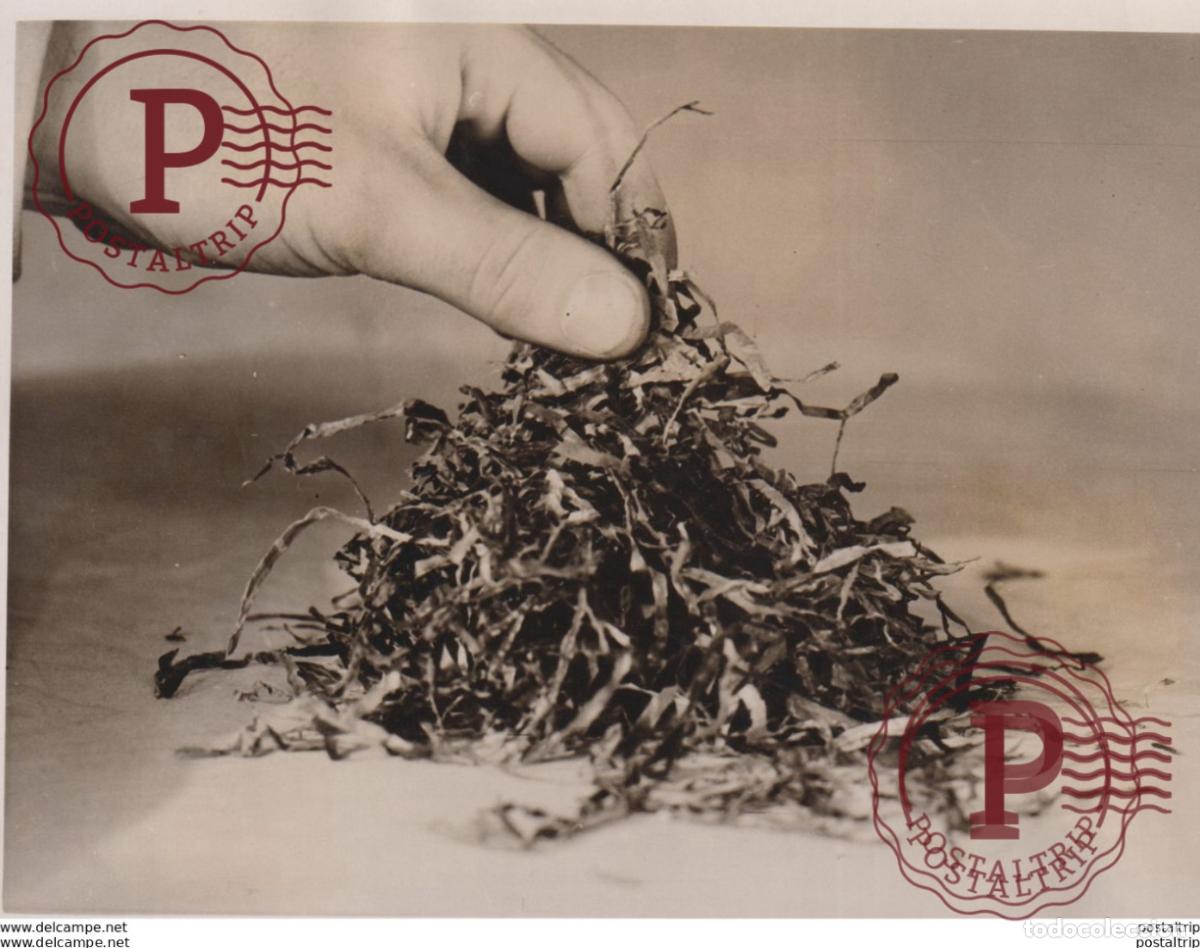 Alte Fotografie: SEAWEED TO SILENCE CITY SOUND NOVA SCOTIA NEW MIDLAND BANK POULTRY LONDON 16*12CM Fonds Victor FOR