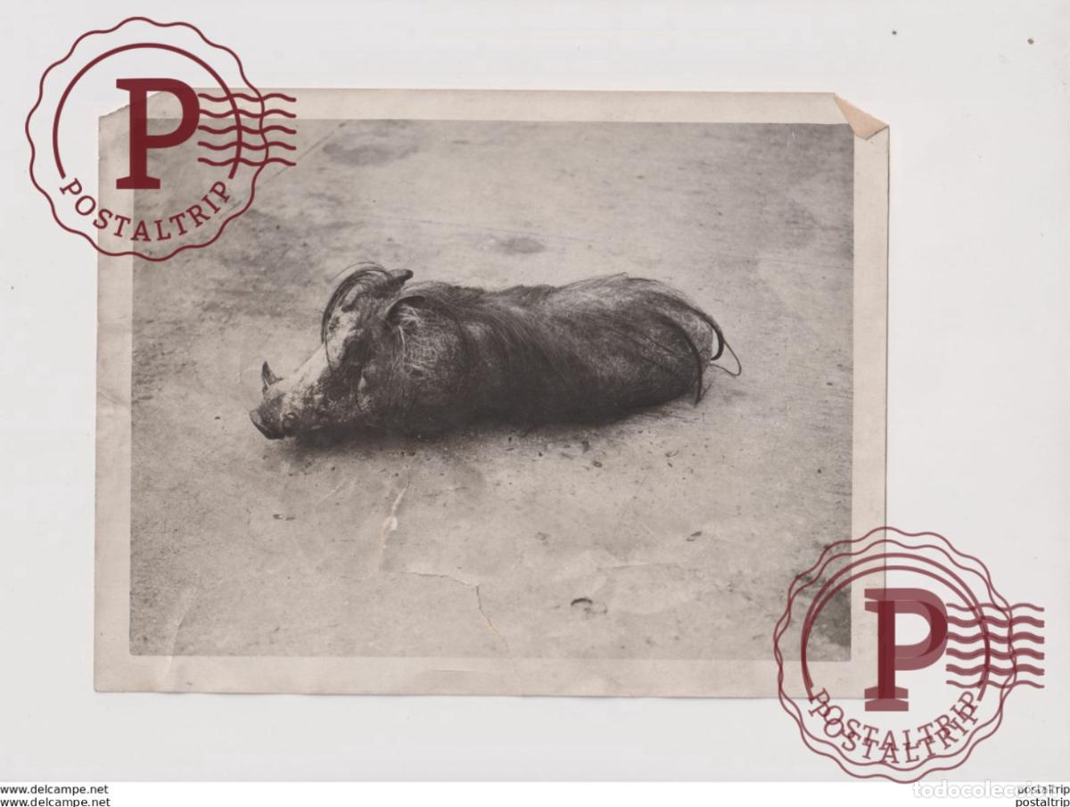 Fotograf&iacute;a antigua: WILD PIG BIG TEAR ON THE BOTTOM SEE SCAN 21*16CM Fonds Victor FORBIN 1864-1947