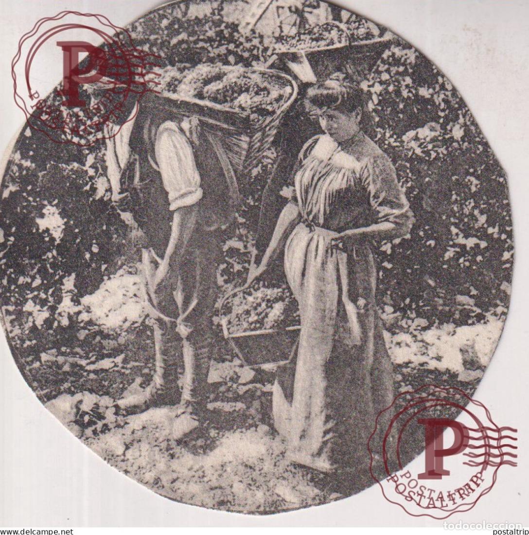 Photographie ancienne: 7*7 CM vendimia vendanges druivenoogst vignes