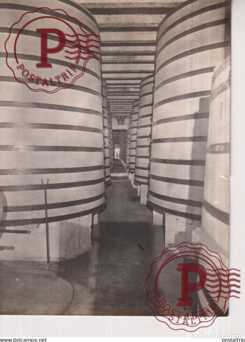 Photographie ancienne: VIN 18*13 CM vendimia vendanges druivenoogst vignes vin vino