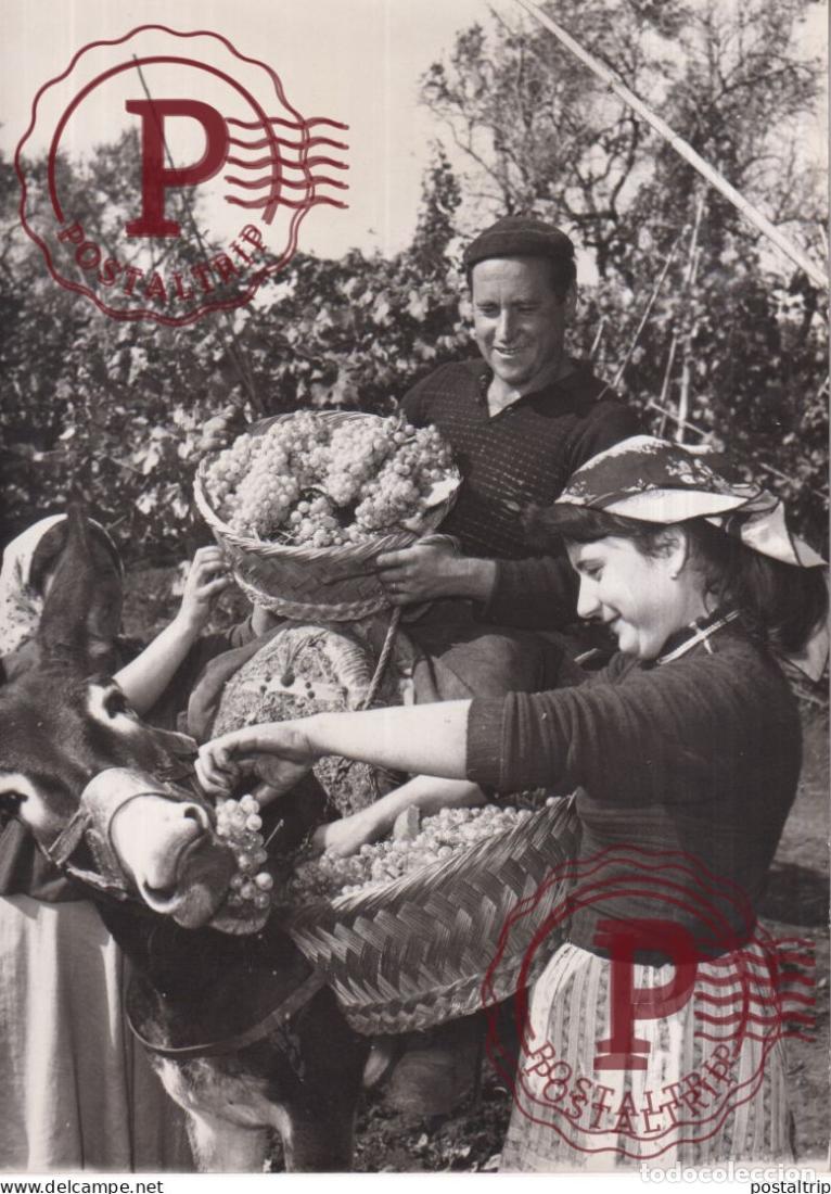 Photographie ancienne: ITALY 18*13 CM vendimia vendanges druivenoogst vignes vin vino RAISIN VENDEMMIA