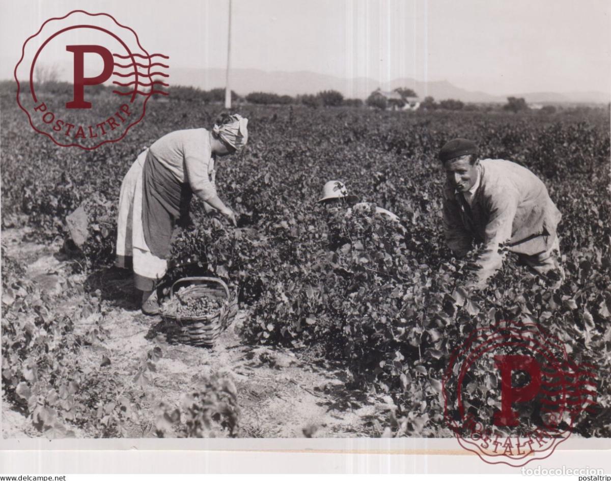 Photographie ancienne: VENFANGES PROVENCE ALPES MARITIMES 17*13CM vendimia vendanges druivenoogst vignes vin vino RAISIN