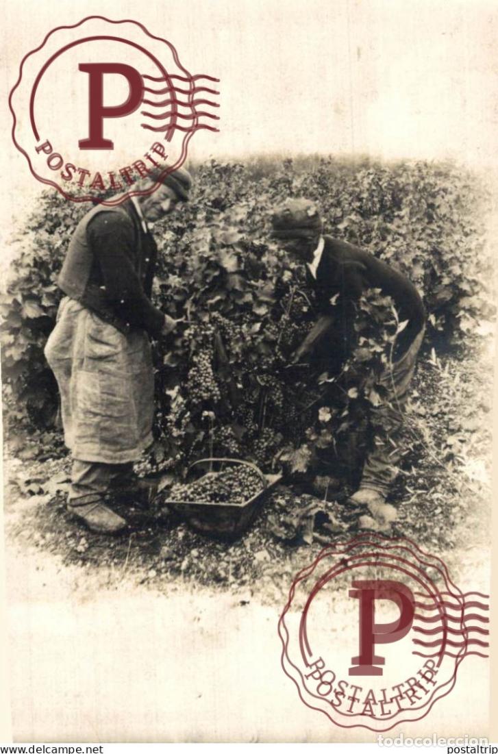 Photographie ancienne: 12*7CM vendimia vendanges druivenoogst vignes vin vino RAISIN VENDEMMIA