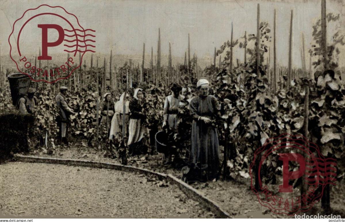 Photographie ancienne: 15*10CM vendimia vendanges druivenoogst vignes vin vino RAISIN VENDEMMIA
