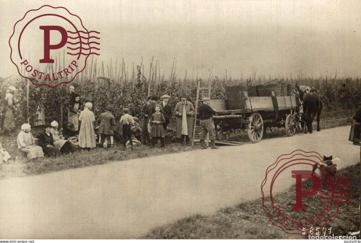 Alte Fotografie: ALSACE M ROL 16*11CM vendimia vendanges druivenoogst vignes vin vino RAISIN VENDEMMIA