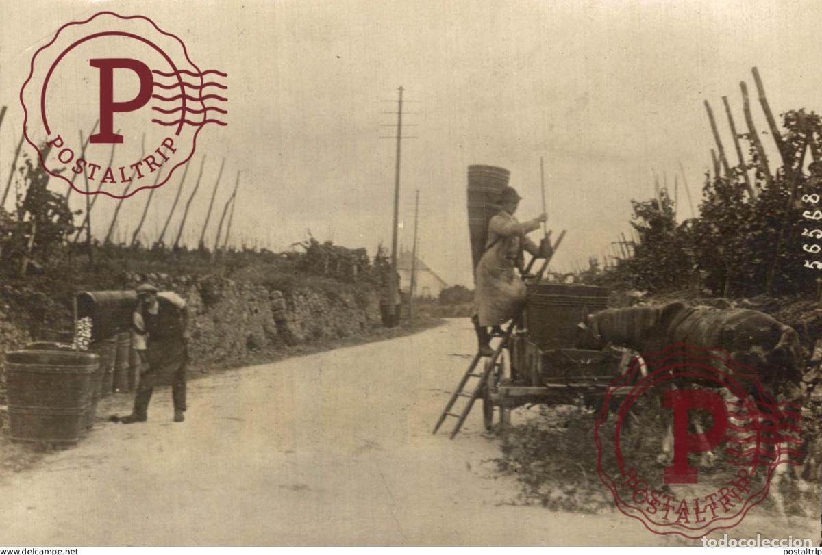 Alte Fotografie: ALSACE M ROL 16*11CM vendimia vendanges druivenoogst vignes vin vino RAISIN VENDEMMIA