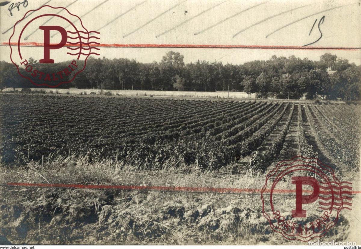 Alte Fotografie: 18*13CM vendimia vendanges druivenoogst vignes vin vino RAISIN VENDEMMIA