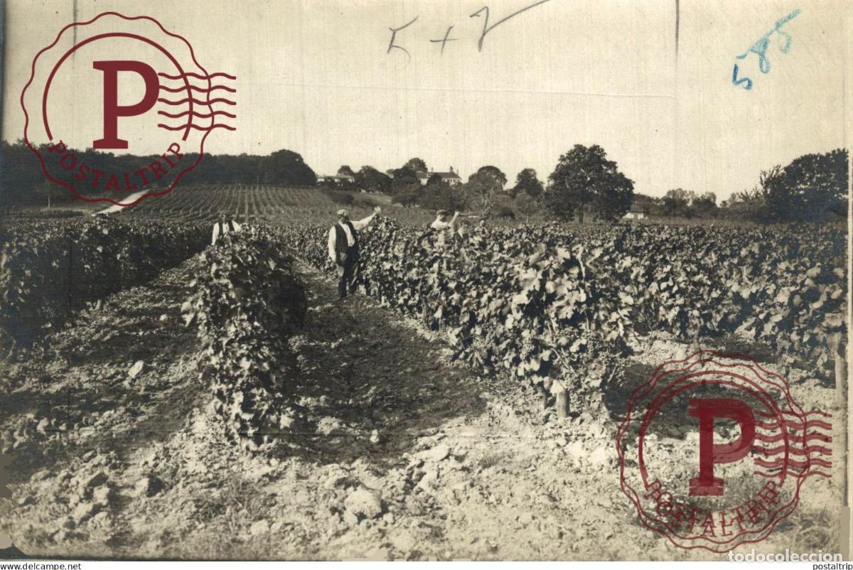 Alte Fotografie: 18*13CM vendimia vendanges druivenoogst vignes vin vino RAISIN VENDEMMIA