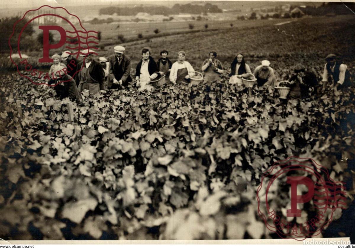 Alte Fotografie: 18*13CM vendimia vendanges druivenoogst vignes vin vino RAISIN VENDEMMIA