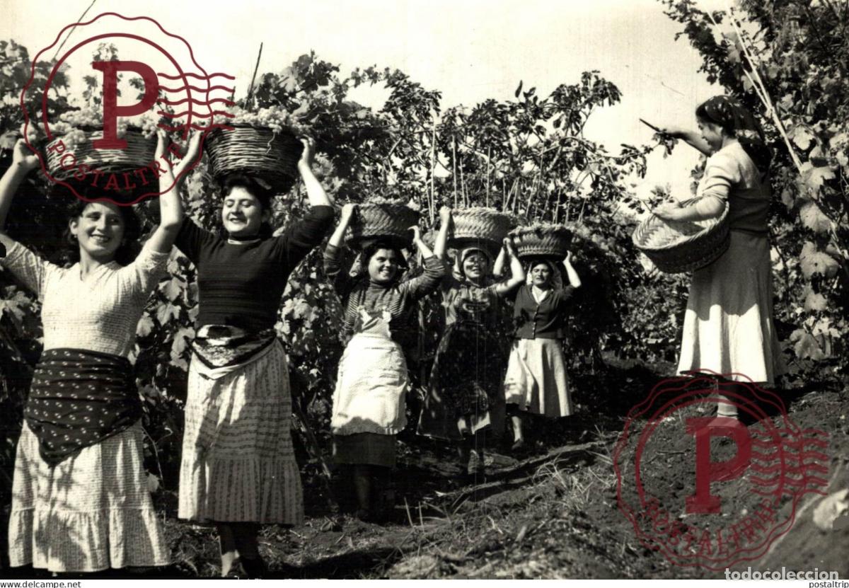 Alte Fotografie: 18*13CM vendimia vendanges druivenoogst vignes vin vino RAISIN VENDEMMIA