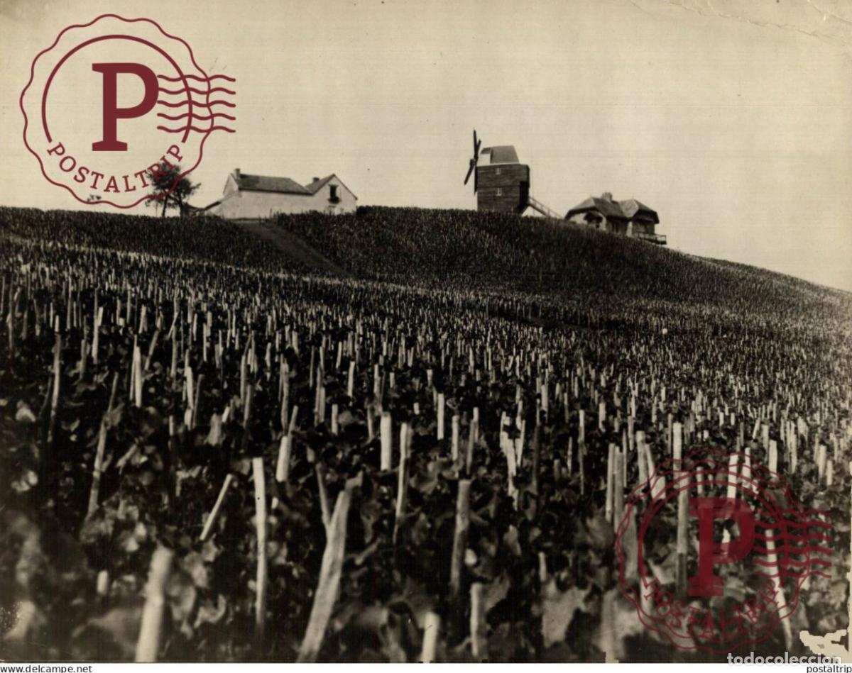 Alte Fotografie: MOULIN WINDMILL SEE UPPER CORNER 24*17CM vendimia vendanges druivenoogst vignes vin vino RAISIN V