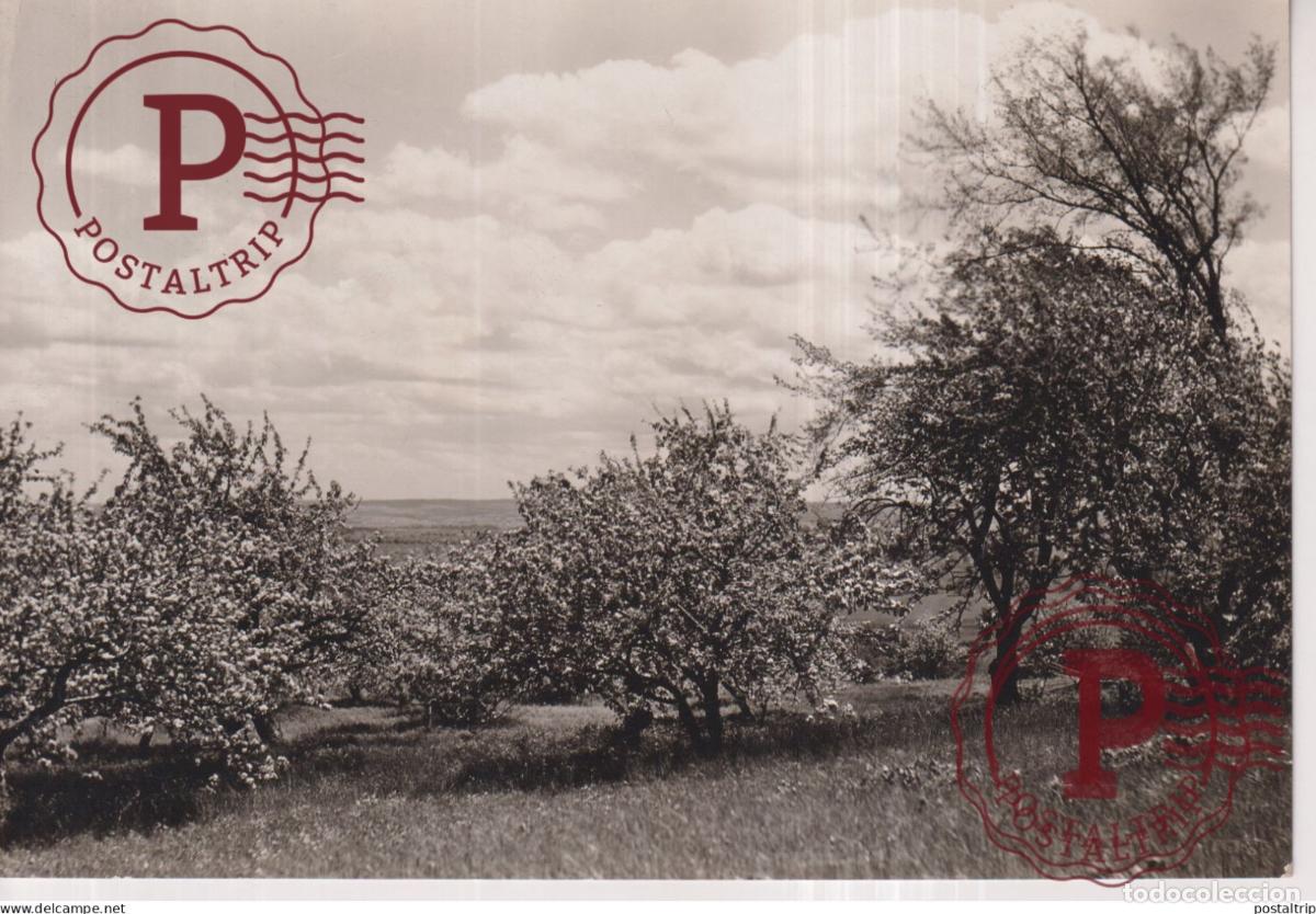 Alte Fotografie: APPLE BLOSSEMS POMME POMMIERS 16*11CM AGRICULTURE LANDBOUW AGRICULTURA