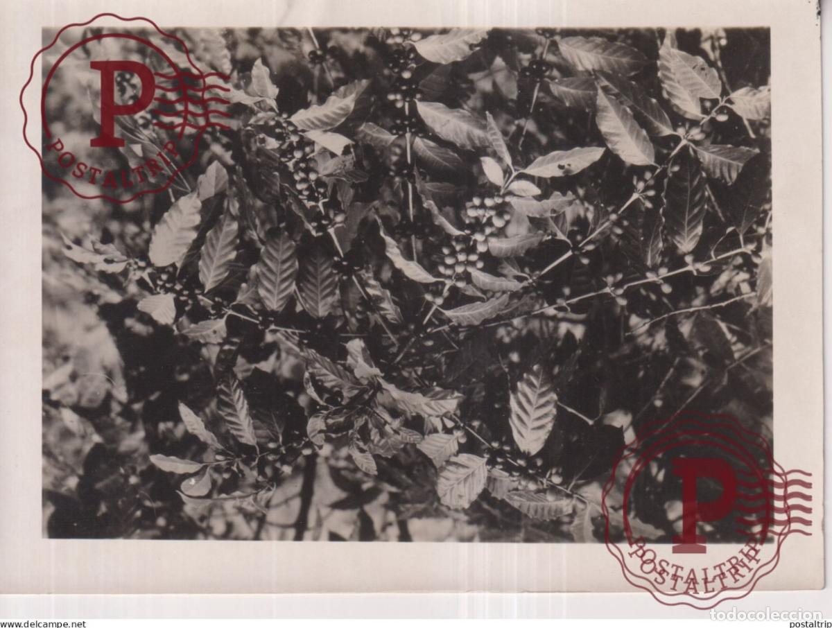 Alte Fotografie: CAFFEE CAFE UNE TASSE DE MOCCA FRUITS MURS D UN CAFIER 18*13CM AGRICULTURE LANDBOUW AGRICULTURA