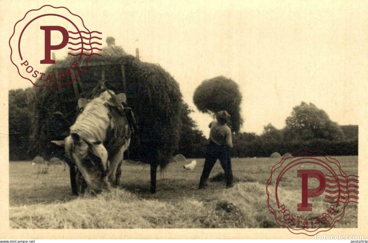Fotograf&iacute;a antigua: LES GRANDS CHARS CAHOTAUTS 10*6 CM AGRICULTURE LANDBOUW AGRICULTURA
