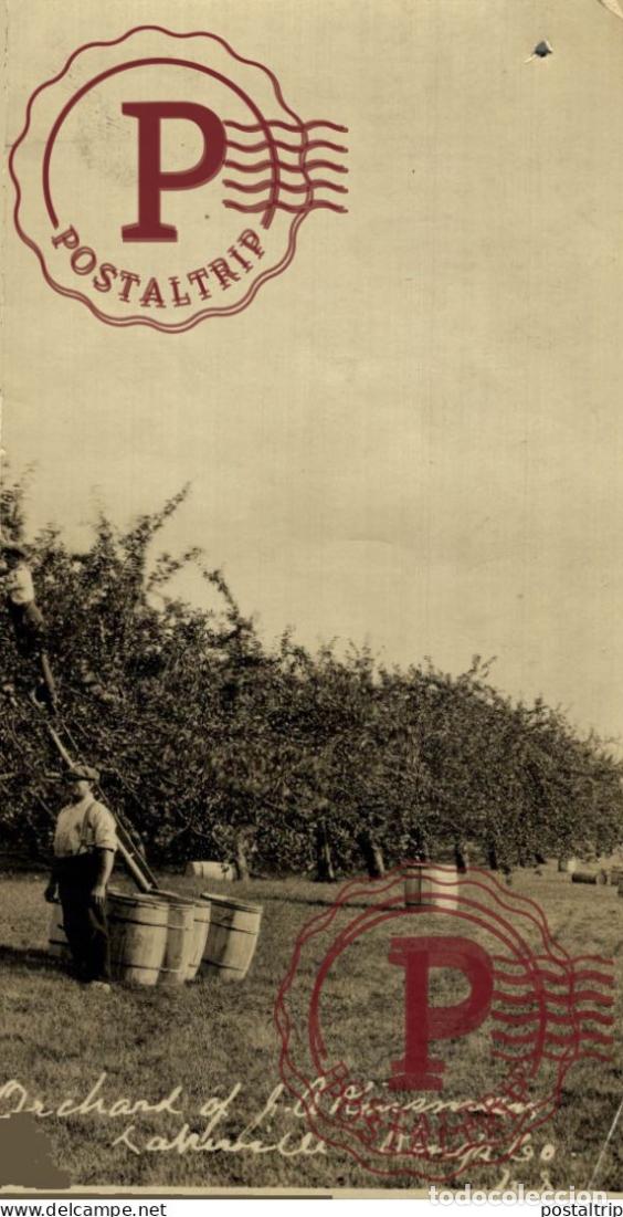 Fotograf&iacute;a antigua: POMMES 16*8 CM AGRICULTURE LANDBOUW AGRICULTURA