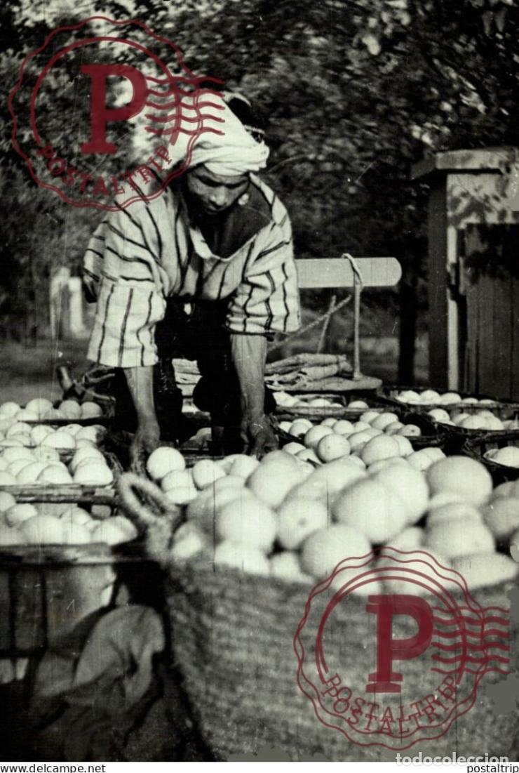 Fotograf&iacute;a antigua: POMMES 18*12 CM AGRICULTURE LANDBOUW AGRICULTURA