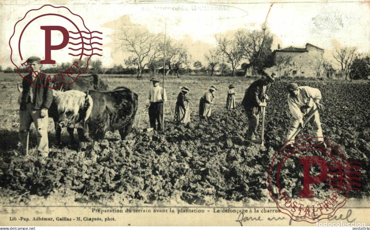 Fotograf&iacute;a antigua: 14*9 CM AGRICULTURE LANDBOUW AGRICULTURA