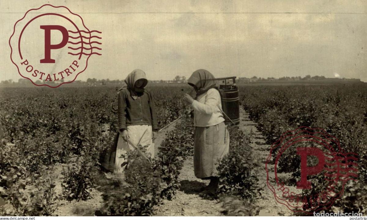 Fotograf&iacute;a antigua: S W H N 14*9 CM AGRICULTURE LANDBOUW AGRICULTURA