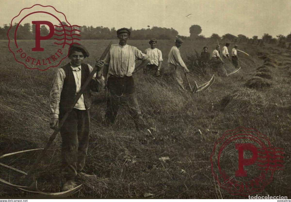 Fotograf&iacute;a antigua: 13*10 CM AGRICULTURE LANDBOUW AGRICULTURA