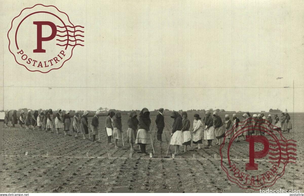 Fotograf&iacute;a antigua: S W H N 17*11 CM AGRICULTURE LANDBOUW AGRICULTURA