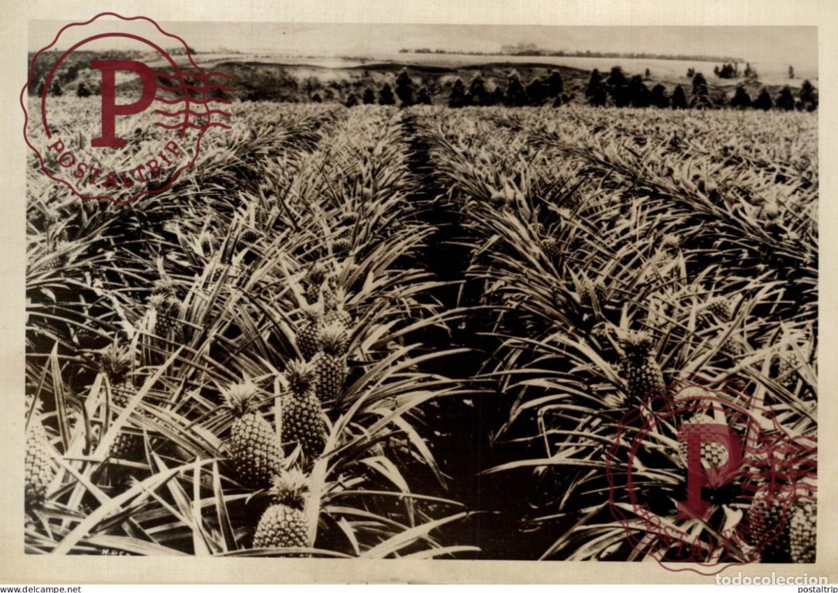 Antique Photography: ANANAS PINEAPPLE 17*12 CM AGRICULTURE LANDBOUW AGRICULTURA