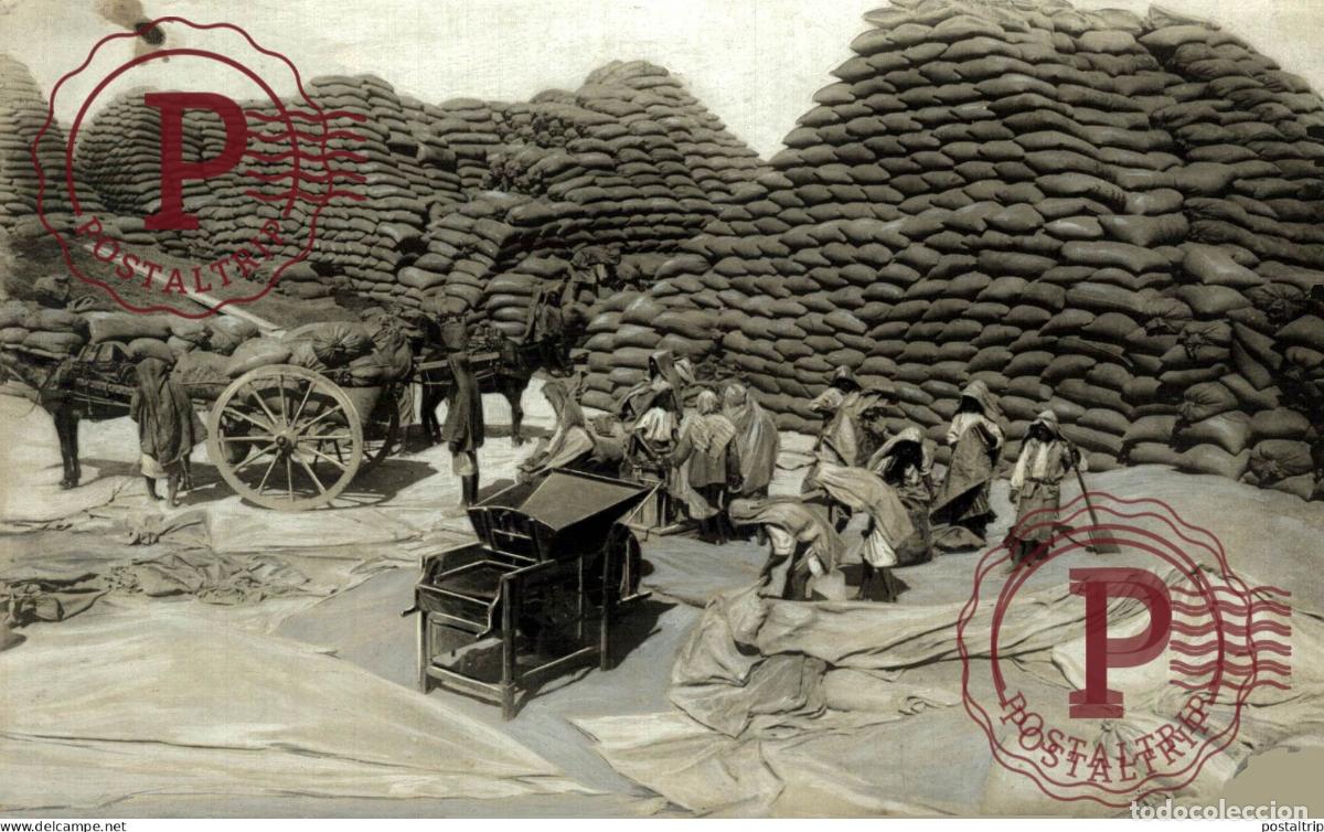 Antique Photography: TUNIS TUNESIA TRANSPORT GRAIN 20*13 CM AGRICULTURE LANDBOUW AGRICULTURA
