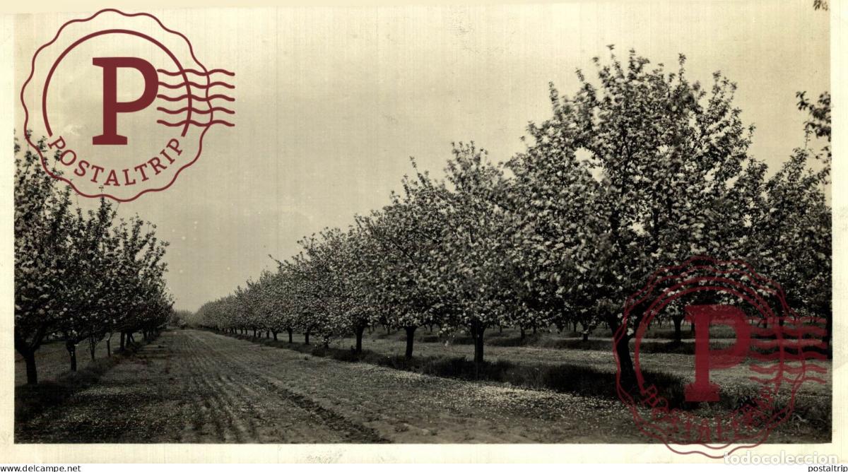 Antique Photography: CANADA APPLE BLOSSOM 21*13 CM AGRICULTURE LANDBOUW AGRICULTURA