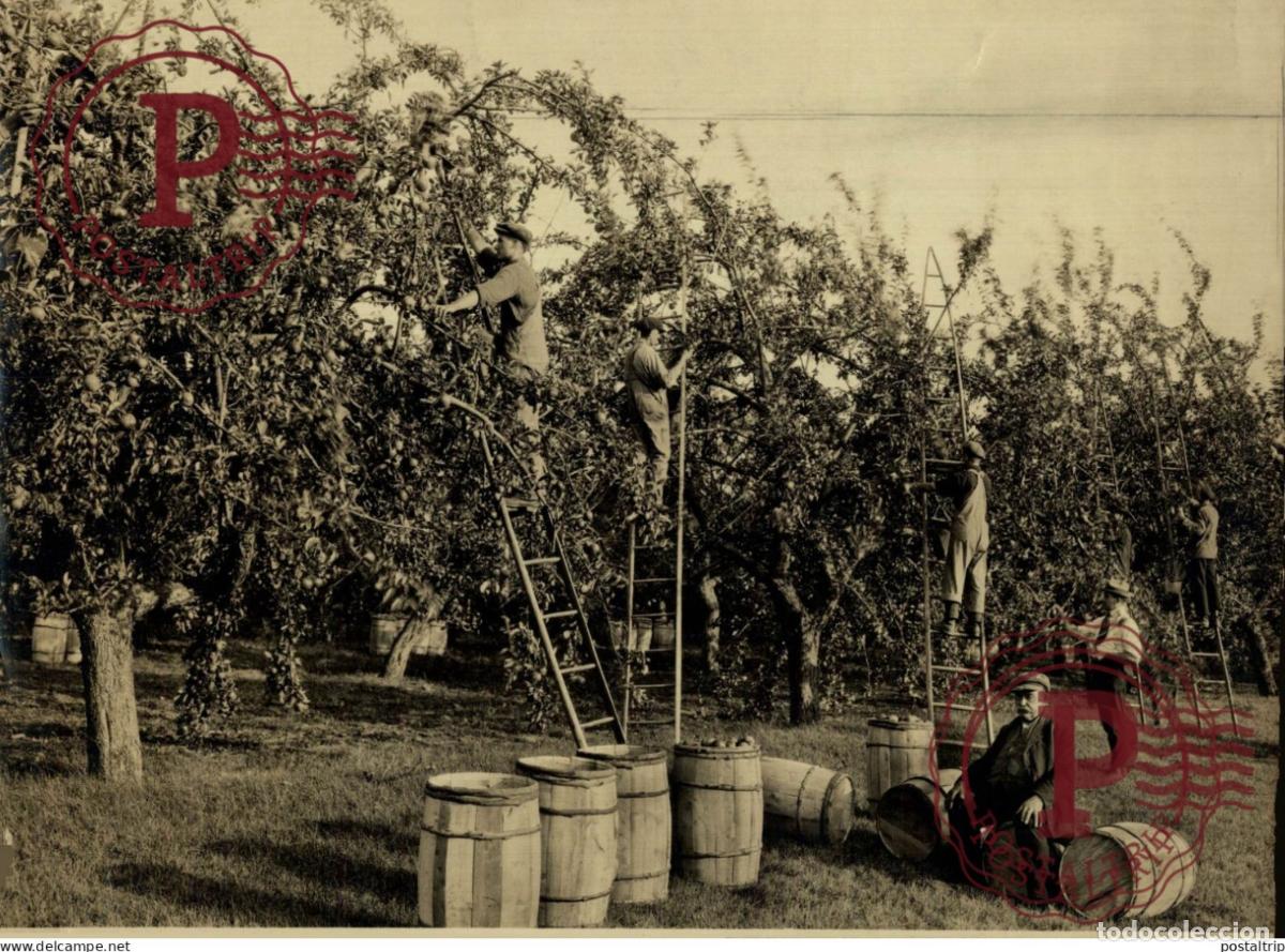 Antique Photography: Nova Scotia Nouvelle-&Eacute;cosse CANADA 23*16 CM AGRICULTURE LANDBOUW AGRICULTURA