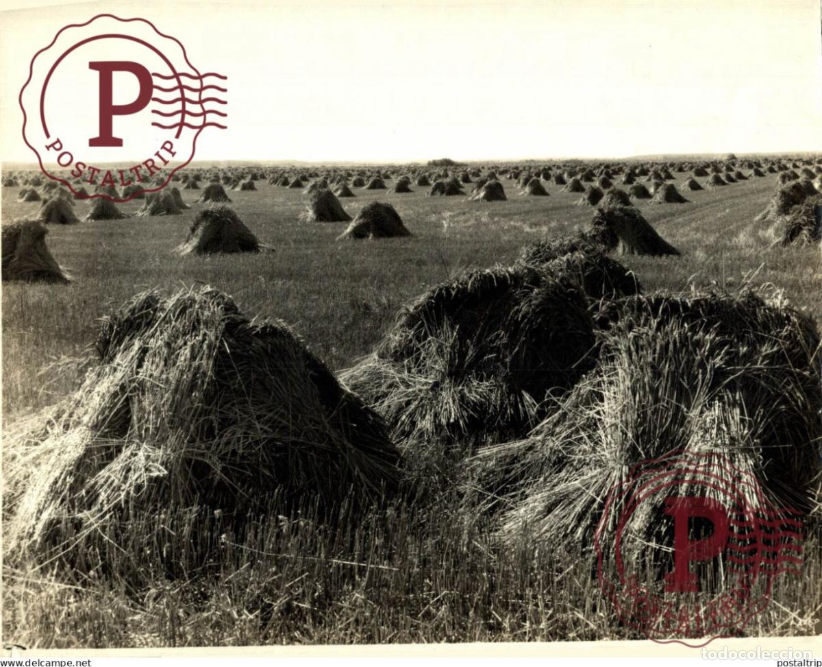 Antique Photography: 24*18 CM AGRICULTURE LANDBOUW AGRICULTURA