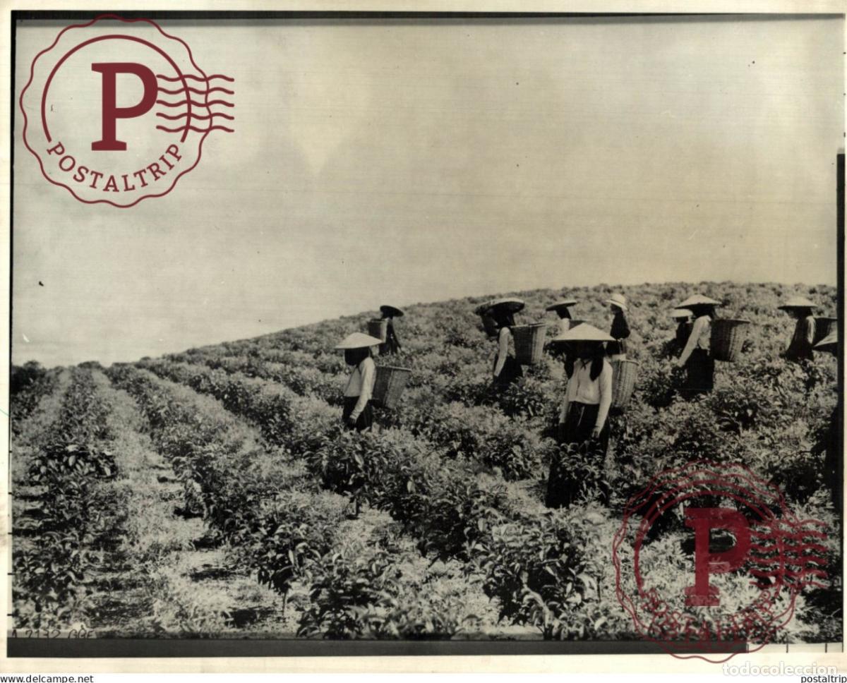 Antique Photography: TH&Eacute; EN INDOCHINE 24*18 CM AGRICULTURE LANDBOUW AGRICULTURA