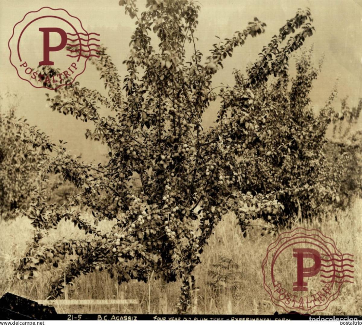 Antique Photography: British Columbia AGASSIZ PACIFIQUE CANADIEN CANADA PLUM TREE EXPERIMENTAL FARM24*18 CM AGRICULTURE