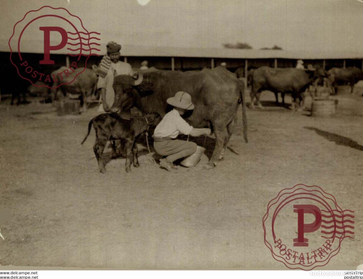 Fotograf&iacute;a antigua: DELHI INDIA INDE A SOLDIER MILKING A BUFFEL ASIA 22*16.5 CM Fonds Victor FORBIN 1864-1947