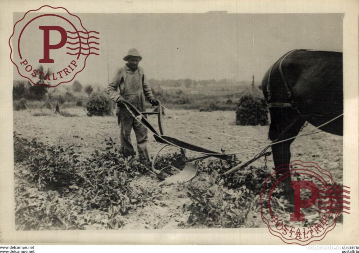 Fotograf&iacute;a antigua: LOTE 5 FOTOS ARACHIDE CACAHUETES 18*13 CM Fonds Victor FORBIN 1864-1947
