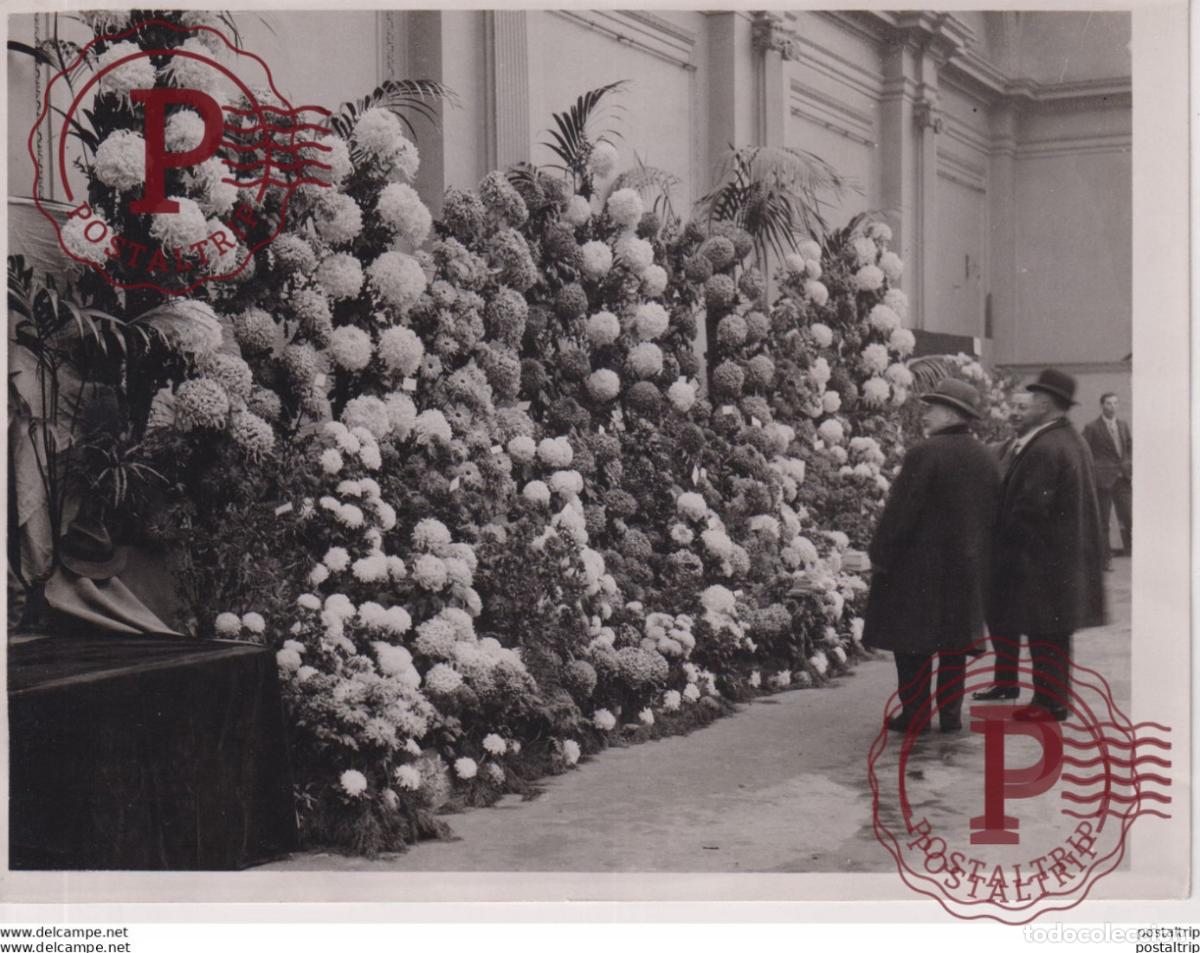 Fotograf&iacute;a antigua: BLOOMS OF WINTER HORTICULTURAL SHOW CHRYSANTHEMUMS 20*15CM Fonds Victor FORBIN 1864-1947